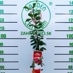 Stĺpovitá višňa (Prunus cerasus) ‘JOANNA’ - výška 110-130 cm, kont. C7L